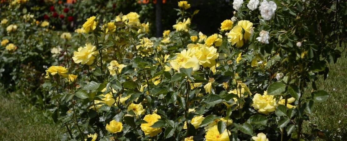 Yellow roses flowering in a sunny garden bed