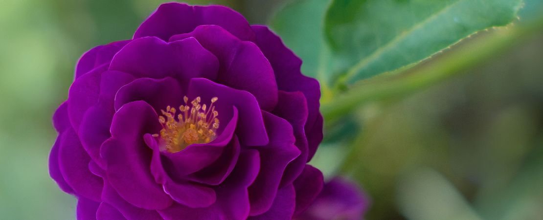 Deep purple rose bloom with golden stamens
