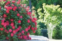Blog image for Heat Tolerant Roses for Hot Climates