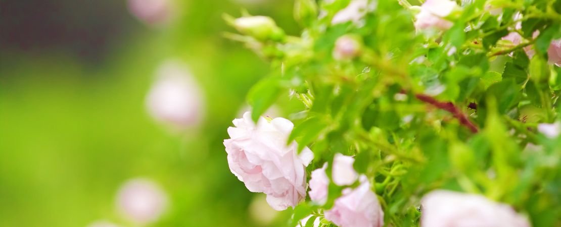 Pale pink rose blossoms among green foliage