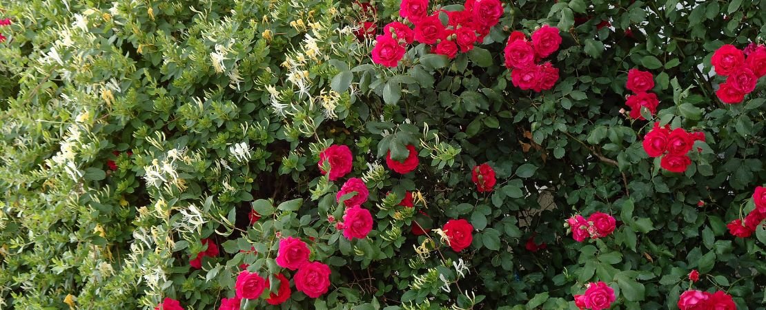 Red roses flowering beside leafy shrubs