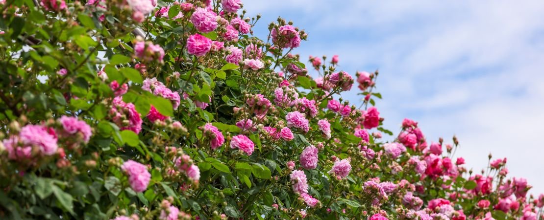 A dense planting of pink roses in bloom beneath a blue sky