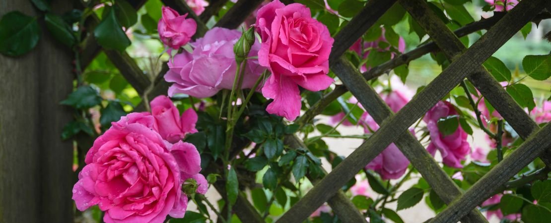 Pink rose blooms growing through a wooden trellis