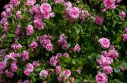 Blog image for Roses for Hedges: Best Varieties, Spacing and How to Train a Climber