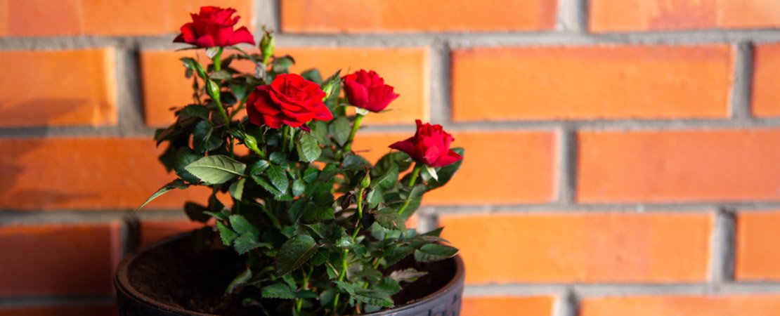 Main image for the article:What Is a Patio Rose?