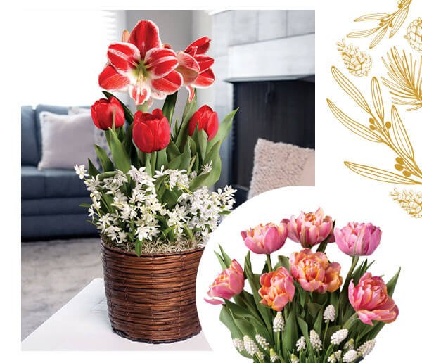 bulb garden gift plants