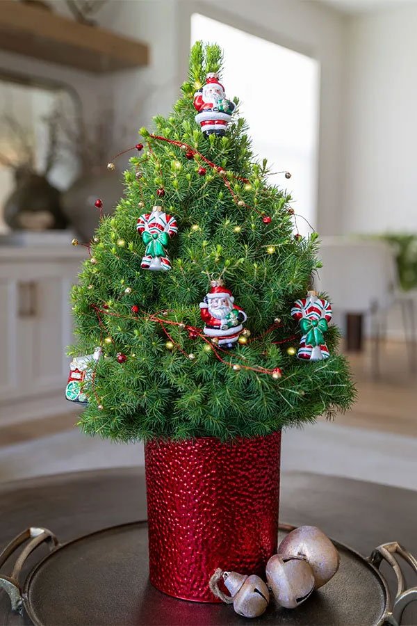Decorated living holiday tree with Christopher Radko ornaments