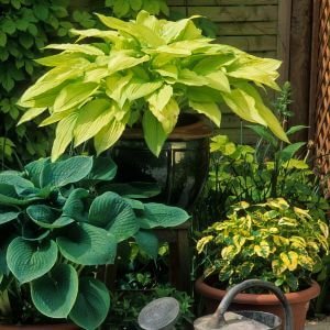 container garden with hostas