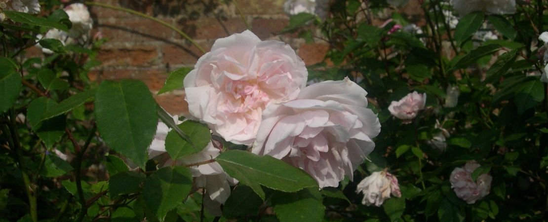 Hume's Blush old garden rose in Mottisfont Abbey garden