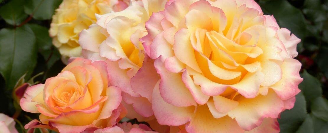 John Ford Roses Introducing Hummingbird: An Exclusive Floribunda in the Roses Around ...