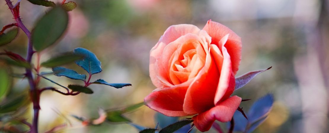 Main image for the article:New Year, Thriving Roses: Zone-Specific Rose Care in January