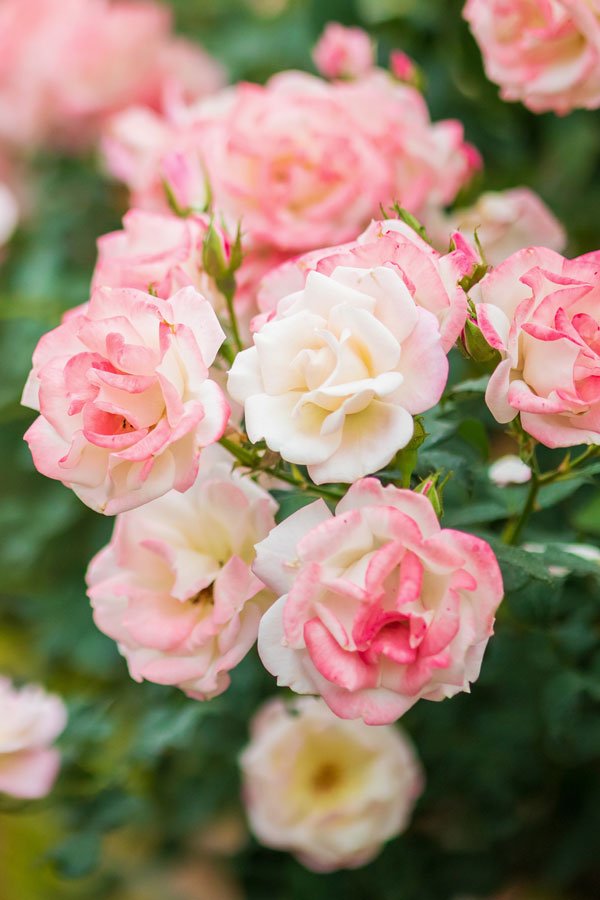 Roses in a beautiful garden