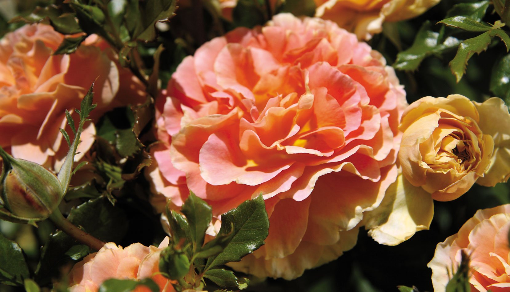 Caribbean Breeze Rose Bloom Closeup