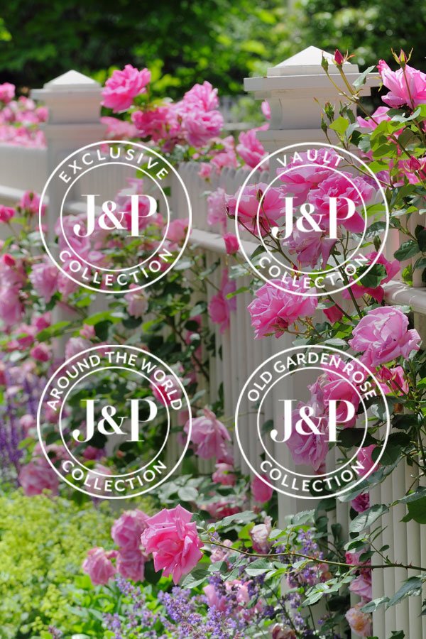 Library of Roses Icons Grid
