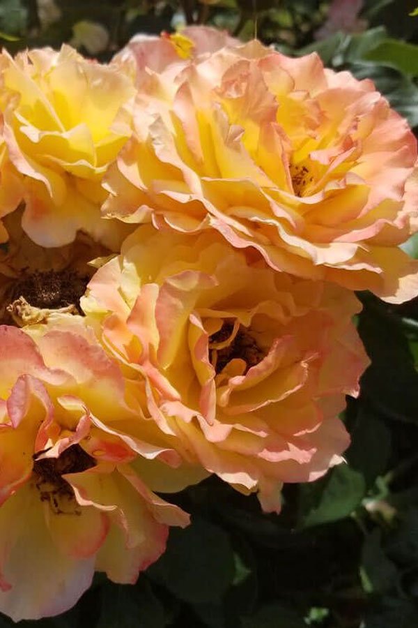 Ruffled Romance Rose Bloom Closeup