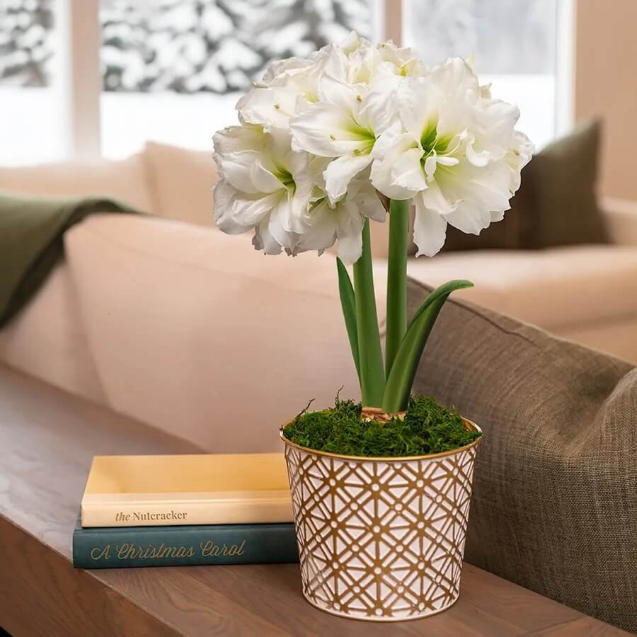 Amaryllis Varieties by Color: J&P's 2026 Collection