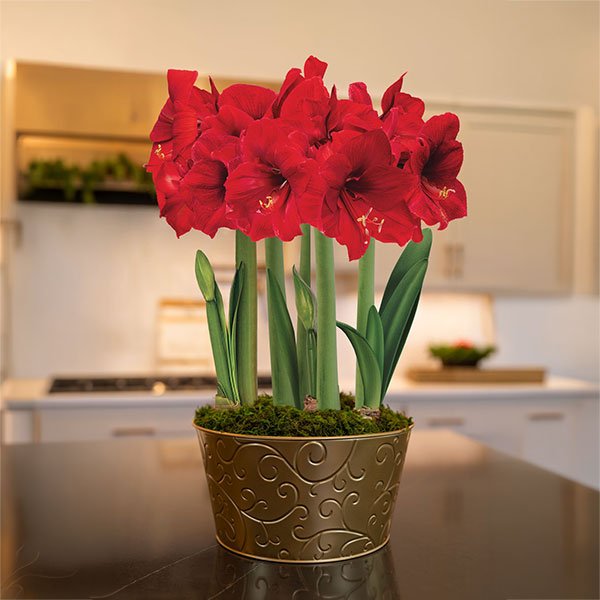 Red potted amaryllis gift