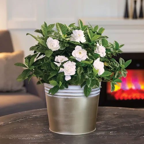 White flowering gift plant in a silver container