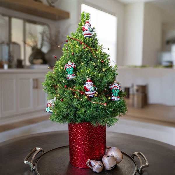 Decorated live holiday tree in a red container