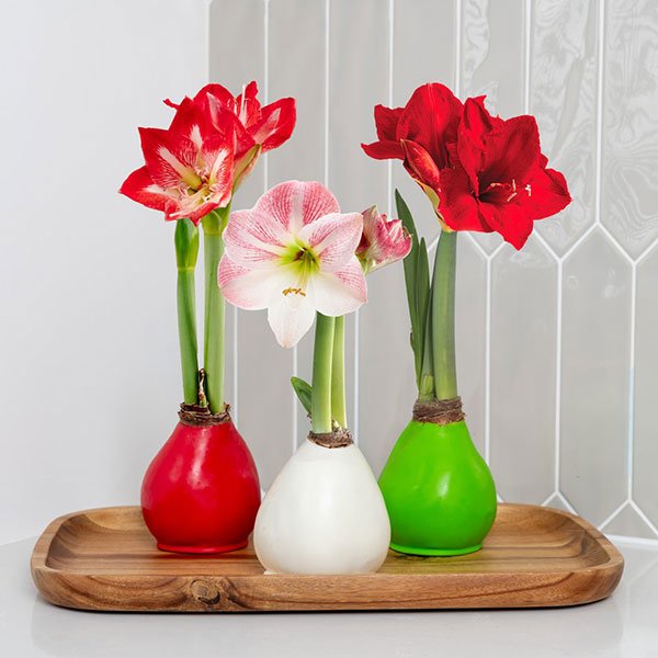 Red, white, and green waxed amaryllis gifts