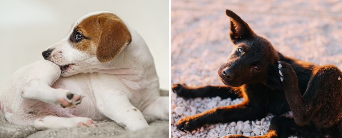 dogs scratching itches