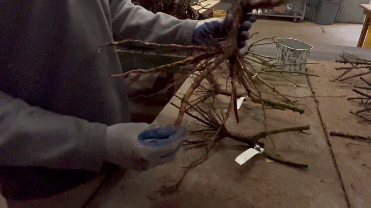 Close-up of a bare-root rose root system being held up during grading