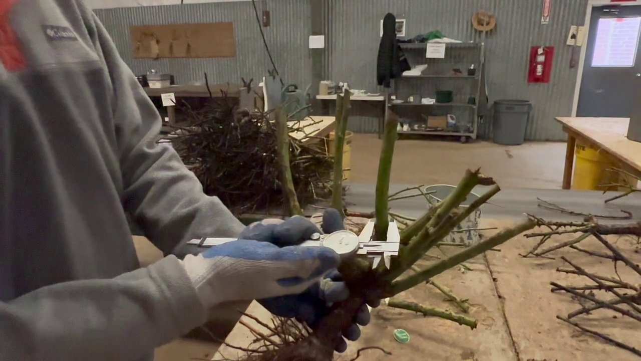 Calipers measuring cane thickness on a dormant Jackson and Perkins bare-root rose