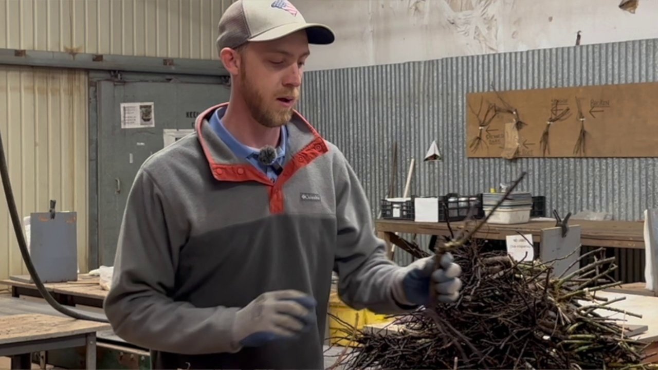 Jackson and Perkins horticulturist sorting dormant rose canes during the grading process