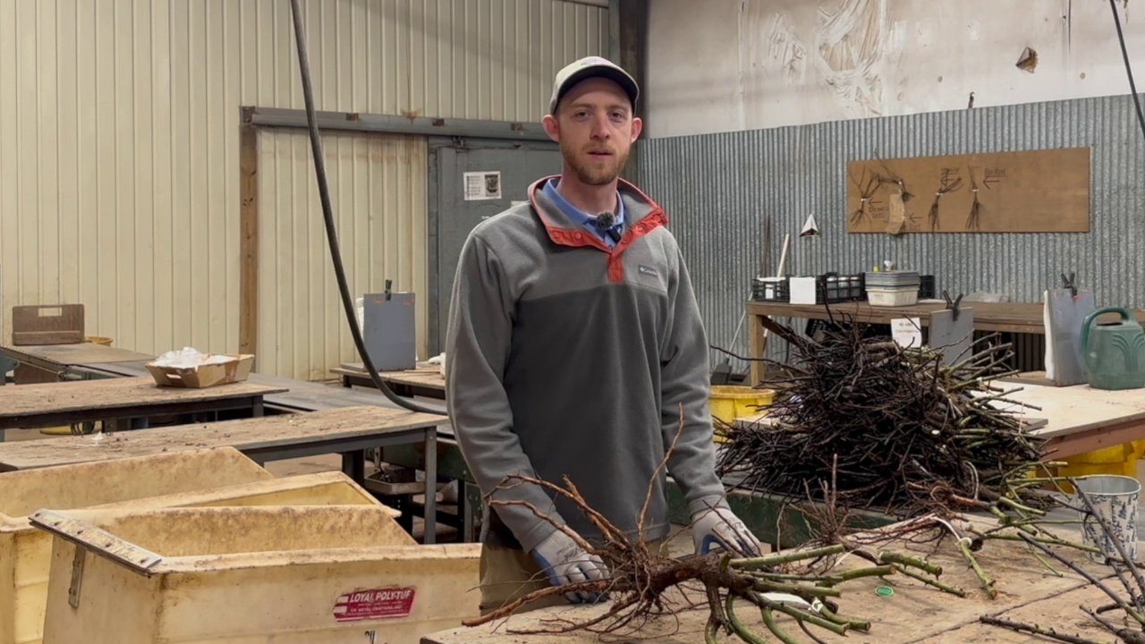Jackson and Perkins horticulturist standing at a grading table with dormant bare root roses