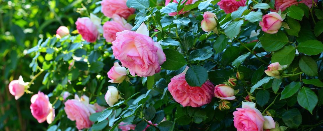 Late Spring Roses Late Season Bare Root Rose Planting Guide | Jackson & Perkins
