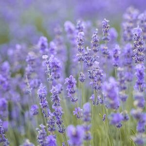 close up of purple lavender flowers
