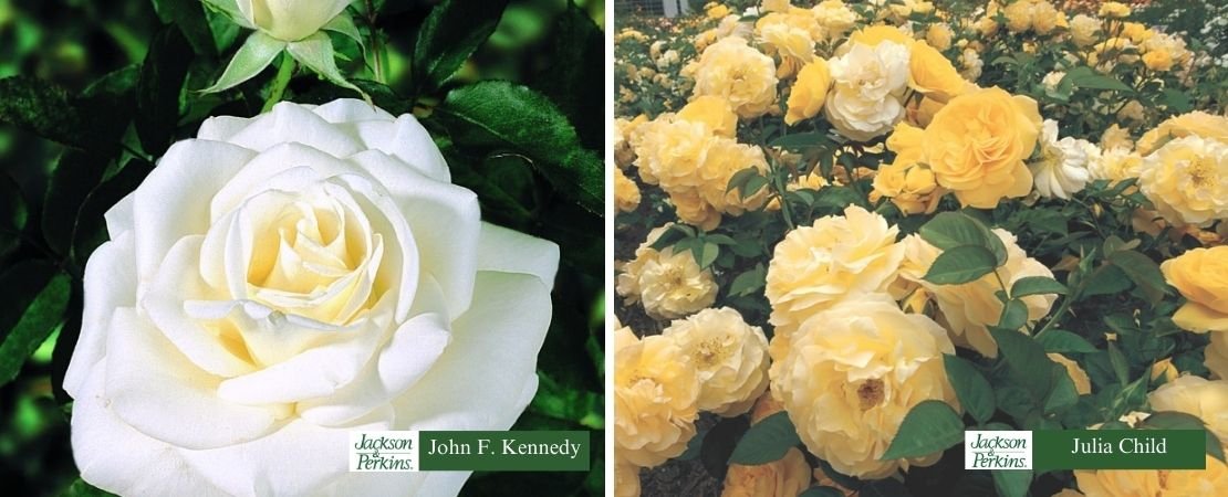 roses with licorice fragrance