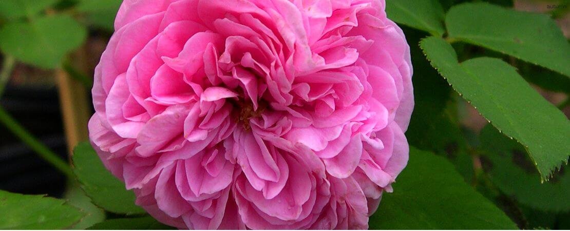 Main image for the article:Louise Odier Rose Is Revived & Ready for Your Garden