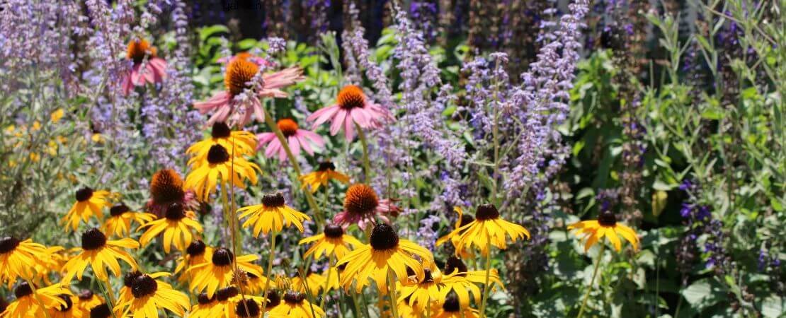 Main image for the article:Top Low-Maintenance Perennials for Effortless Beauty