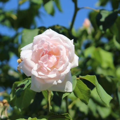 a single bloom of Mme. Alfred Carriere in shades of pink