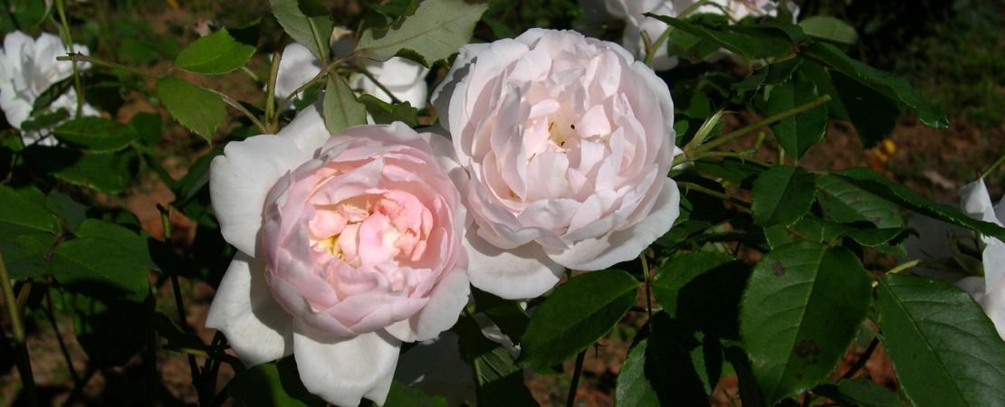 Cariera Roci Meet Madame Alfred Carriere: A Vigorous Climbing Noisette Rose ...