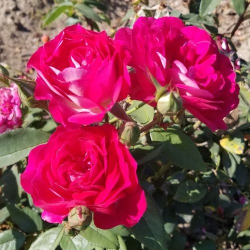 stunning bloom clusters of Magenta Magic exclusive rose