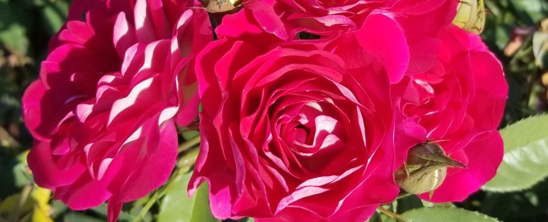 Main image for the article:Introducing Magenta Magic: A Dazzling Jackson & Perkins Exclusive Rose