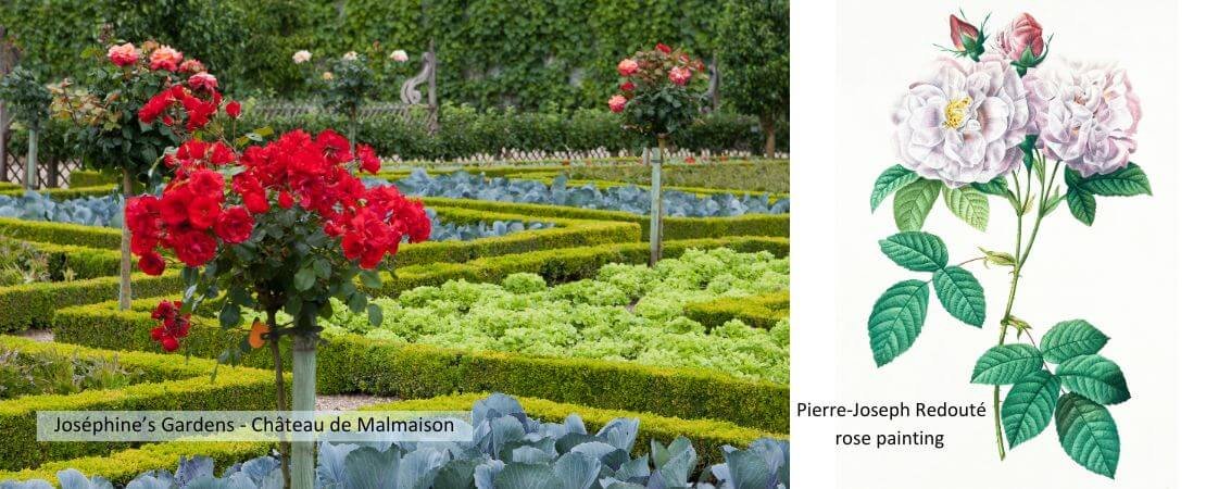 Malmaison rose garden and art by Joseph Redouté