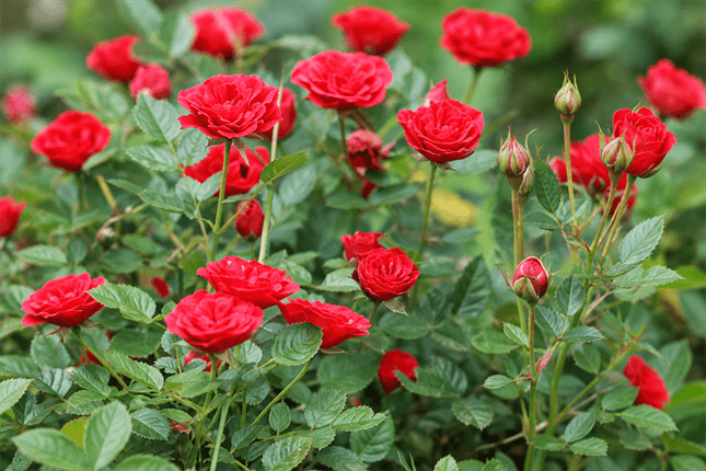 Miniature Roses