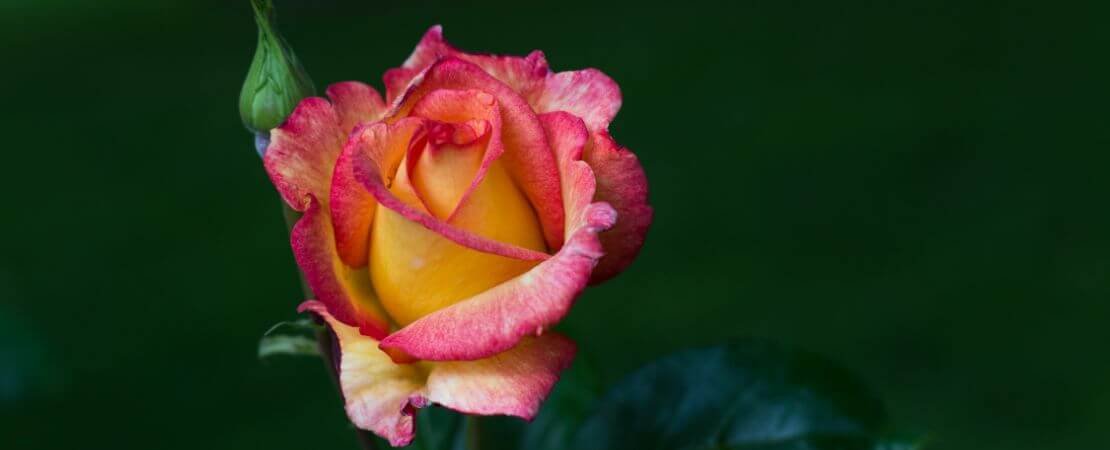 Contemporary Roses Modern Roses: A Guide to Growing and Enjoying Today’s Popular Roses ...