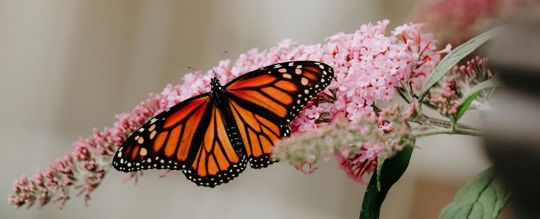 monarch butterfly on buddleia bush flower