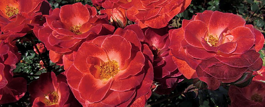 Main image for the article:Introducing the Versatile Mysterious Floribunda Rose from New Zealand
