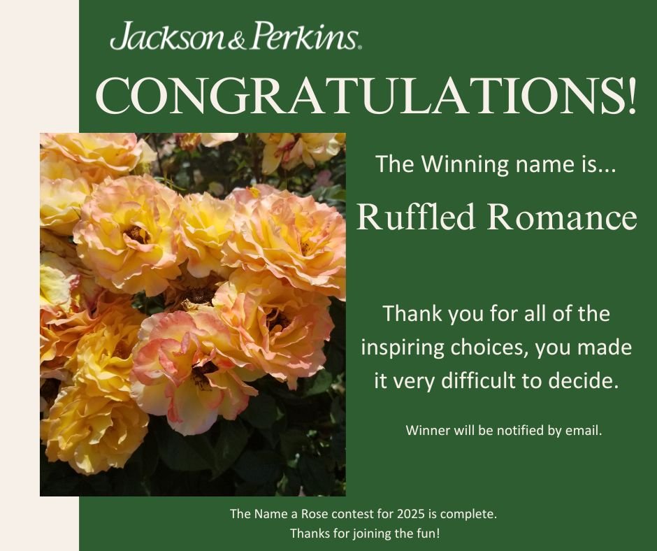 Ruffled Romance winner announcement