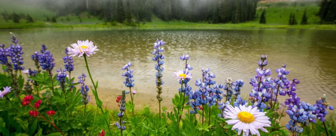 Main image for the article:The Importance of Native Plants in Your Garden