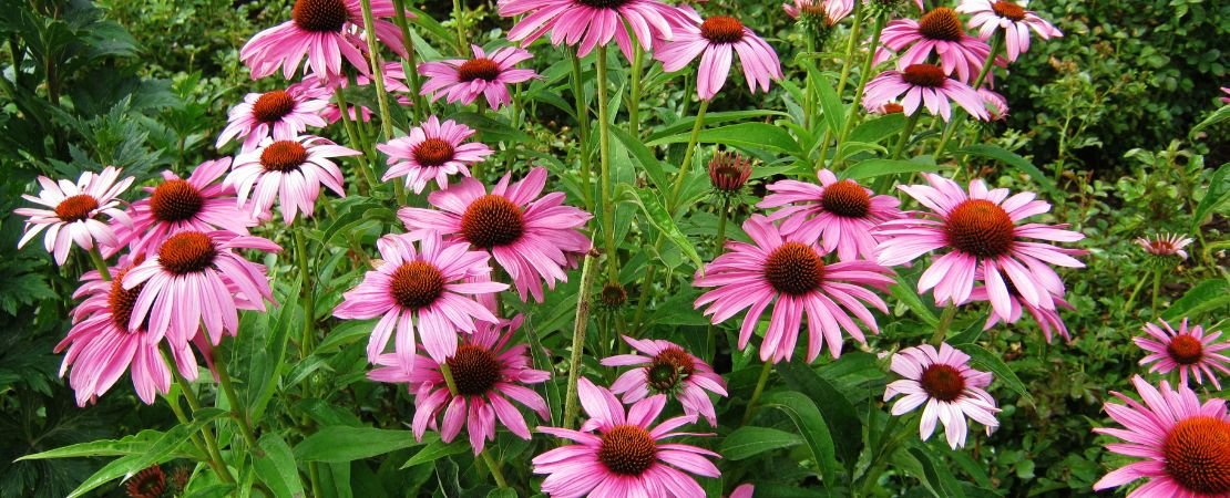 native echinacea flowers