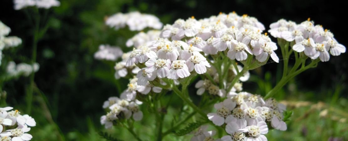 native yarrow flowers