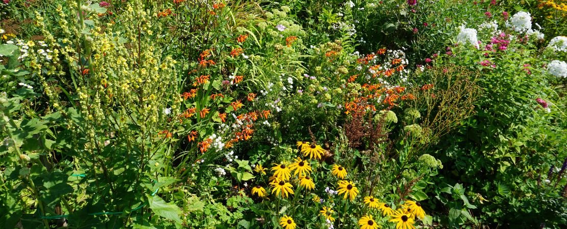 Main image for the article:Do Native Plants Attract More Pollinators Than Cultivars?