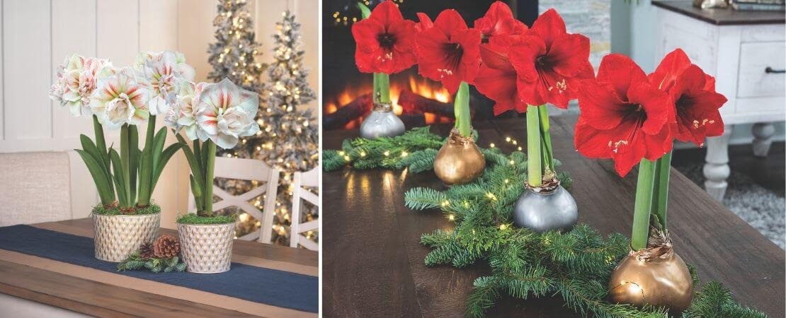 amaryllis flowers in decorative container and waxed amaryllis centerpiece