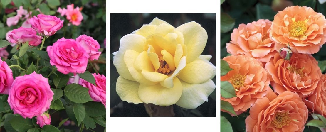 The New 2026 Jackson & Perkins Rose Collection | Jackson & Perkins